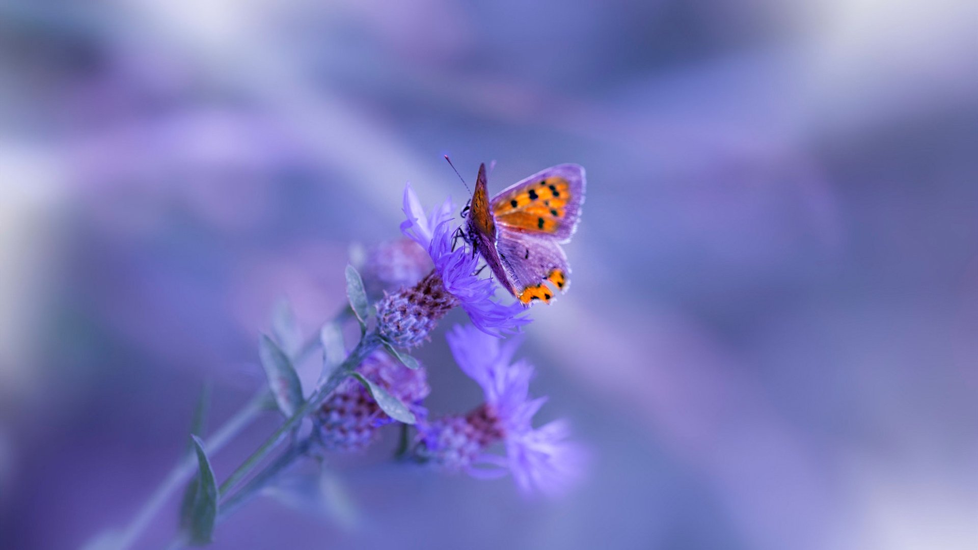 魔术师跨界时刻,当哈利伯顿用76人公式收割北京队,却在英超争冠舞台接管比赛