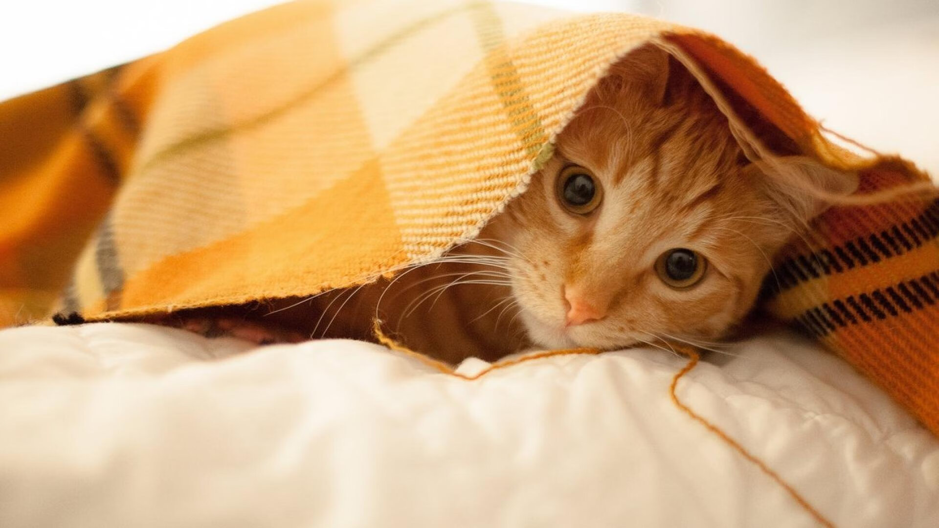 唯一性，当曼城绝境求生与奥纳纳接管东决—两种战场，同一种主宰