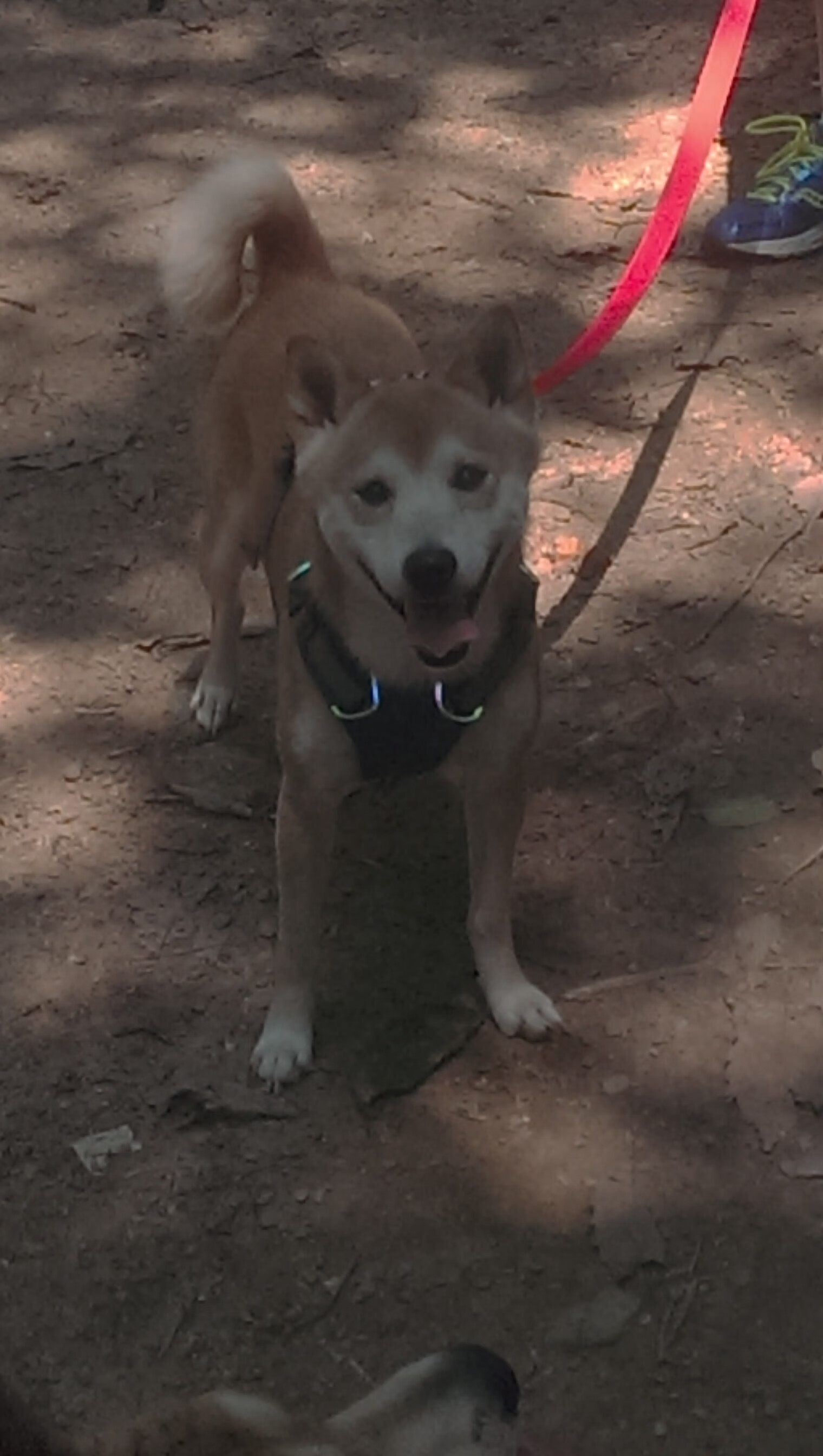 数据乱流中的神迹，当几内亚掀翻佛罗伦萨，恩佐于西决生死夜加冕