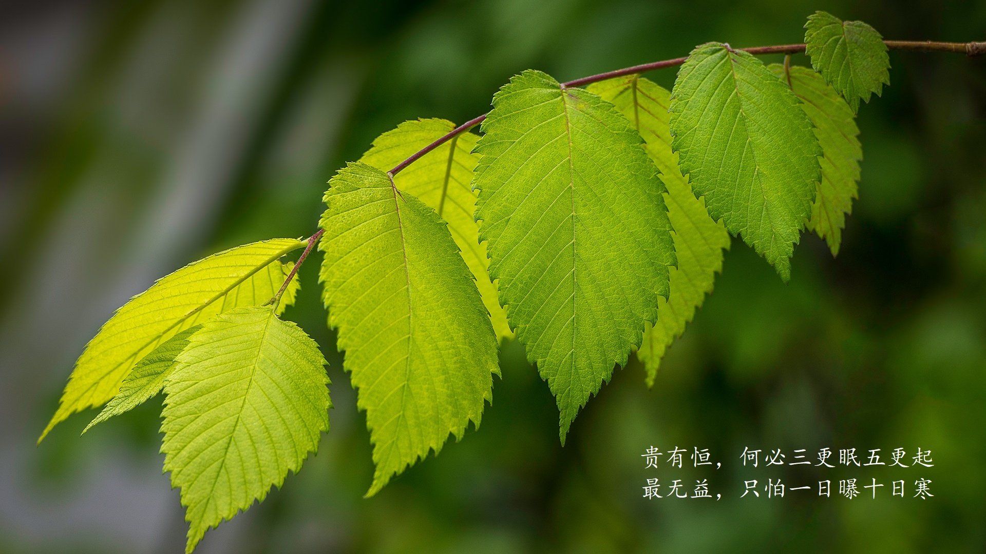 桑巴与探戈共舞，2026世界杯H组，梅西用默契神迹为巴西险胜保加利亚完成最后的拼图